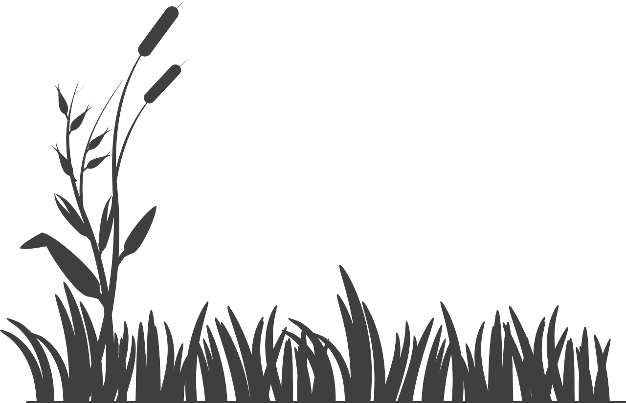 NOVARK VET HEALTH INC.